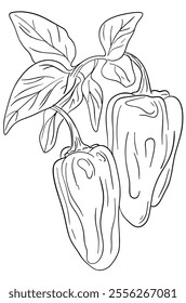 Hand drawn Bell Pepper Sketch Illustration. Peppers drawn by line. Element for label design