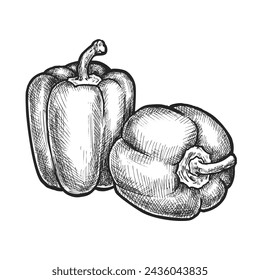 Pimienta de campanilla dibujada a mano. Bosquejo de vector vegetal. Comida orgánica y natural de granja. Cosecha vegetariana para receta o culinaria. Capsicum vintage. Vegano y vegetariano ingrediente de cocina. Dibujo de cosecha
