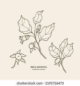 Hand Drawn Belladonna Plant Illustration