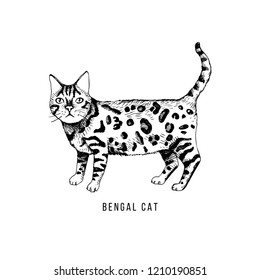 Hand drawn bengal cat. Vector illustration
