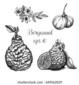 Hand drawn bergamot