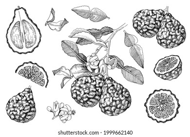 Hand drawn bergamot collection. Blooming bergamot branch with ripe fruits, half, slices, flowers and leaves. Hand drawn botanical vector illustration.