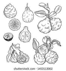 Hand drawn bergamot fruit. Vector sketch  illustration.