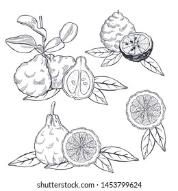 Hand Drawn Bergamot And Tea Leaves. Vector Sketch  Illustration.