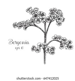 Hand drawn bergenia
