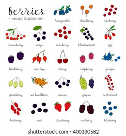 Hand drawn berries isolated