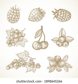 Hand Drawn Berries Vector Illustrations Collection. Cherry, Red-Ribes, Currant, Cranberry, Strawberry and Elderberry Sketches Set. Natural Food Doodles. Isolated.