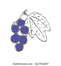 Hand drawn berry blackcurrant with leaf vector illustration.