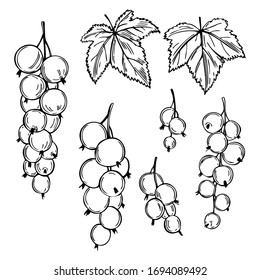 Hand drawn berry. Currant on white background. Vector sketch illustration