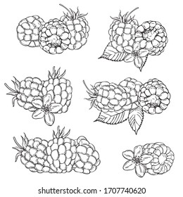 Handgezogene Beeren. Himbeere auf weißem Hintergrund.  Vektorillustration-Skizze 
