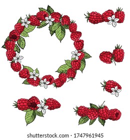 Hand drawn berry. Raspberry on white background.  Vector sketch illustration 
