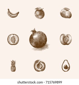 Hand Drawn Berry Sketches Set. Collection Of Garnet, Nectarine, Lime And Other Sketch Elements.