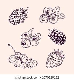 hand drawn berry vector set