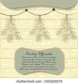 Hand Drawn Betony Plant Hung on the Rope for Drying under the Shed. Hand Drawn Wooden Background. Nameplate with the Latin Name Stachys Officinalis and Text. Leaflet for Traditional Herbal Medicine.