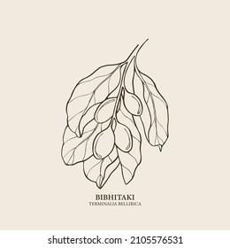 Hand drawn bibhitaki branch. Terminalia bellirica illustration