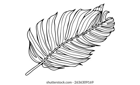 Hand drawn big monstera leaf on white background. Tropical leaf drawing for coloring or publishing
