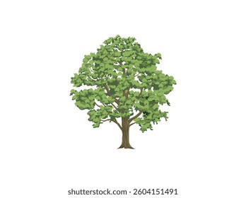 Hand drawn big oak tree. colorful vector image.