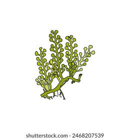 Hand drawn big sea grapes seaweed (Caulerpa racemosa) algae graphic illustration. Natural drawing