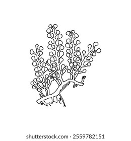 Hand drawn big sea grapes seaweed (Caulerpa racemosa) algae graphic illustration. Natural drawing