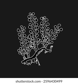 Hand drawn big sea grapes seaweed (Caulerpa racemosa) algae graphic illustration. Natural drawing