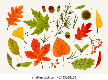 Hand drawn big vector set of various autumn leaves, rowan, acorn and chestnut. Colored trendy illustration. Flat design. Stamp texture. All elements are isolated