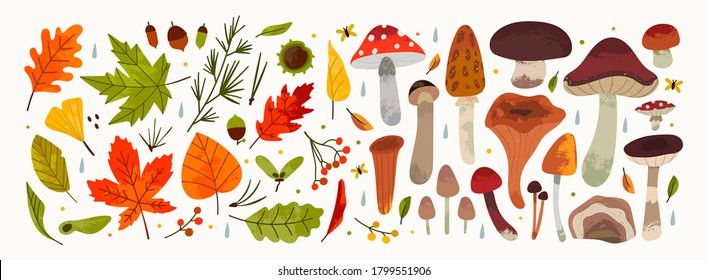 Hand drawn Big Vector set of various types of Mushrooms and Autumn leaves, rowan, acorn and chestnut. Colored trendy illustration. Flat design. Stamp texture. All elements are isolated on white