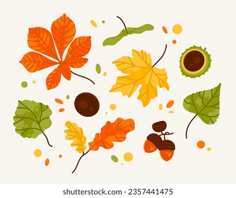 Hand drawn big vector set of different autumn leaves, acorn and chestnut. Color fashion illustration. Flat design. Stamp texture. All elements are insulated