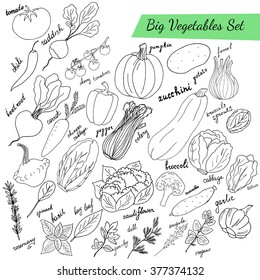 Hand drawn big vegetables set. Sketch illustration.