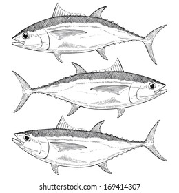 Hand Drawn Bigeye Tuna