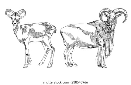 Hand drawn Bighorn Rams. Vector illustration. 