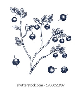 Hand drawn bilberries vector illustration in engraved style. Wild berries isolated on white background. Hand drawing. Vintage forest berry sketch. Bilberries plant outline. Healthy food ingredient
