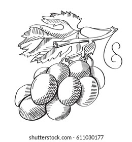 Hand drawn bio berry concept with bunch of grapes and leaf on white background isolated vector illustration