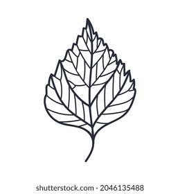 Hand Drawn Birch Autumn Leaf Contour or Outline Vector Illustration