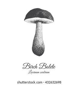 Hand drawn birch bolete in black and white isolated, edible forest mushroom, scaber stalk boletus woodcut, realistic vintage engraving. Vector illustration for prints, postcards, labels etc.