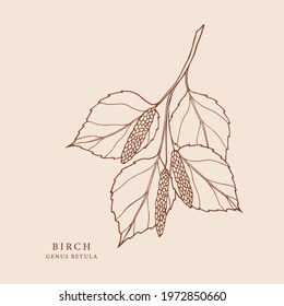 Hand Drawn Birch Branch Illustration