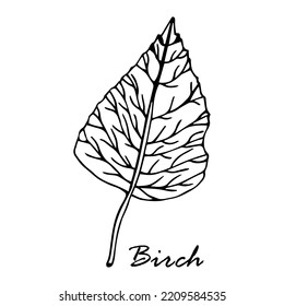 Hand drawn birch branch illustration