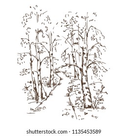 Hand drawn Birch Grove on white background. Sketch, vector illustration.