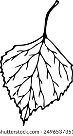 Hand drawn Birch leaf illustration in line art style isolated on a white background.
