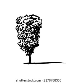Hand drawn birch sketch. Vector birch tree ink sketch isolated