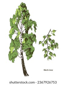 Hand drawn birch tree and birch branch