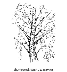 Hand drawn birch tree on white background. Sketch, vector illustration.