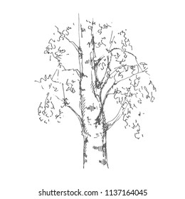 Hand drawn birch tree on white background. Sketch, vector illustration.