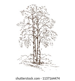 Hand drawn birch trees on white background. Sketch, vector illustration.