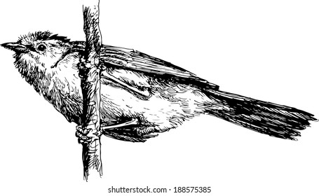 hand drawn bird