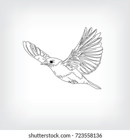 Hand Drawn Bird Stock Vector (Royalty Free) 723558136 | Shutterstock