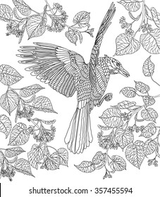 Hand drawn bird - Crowned raven on a branch of a blossoming Linden-tree. Coloring page.