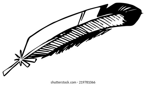 Hand drawn bird feather, vector illustration