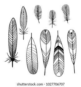 Hand drawn bird feathers.  Vector sketch  illustration.