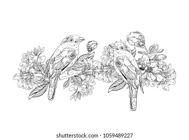 Hand drawn bird  with flowers in vintage style. Spring birds sitting on blossom branches. Linear engraved art. Isolated on white background.