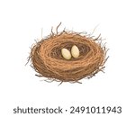 Hand drawn bird nest holds eggs vector illustration